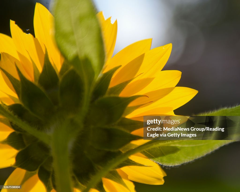 Sunflower Blossom Detail Photo In Pennsylvania