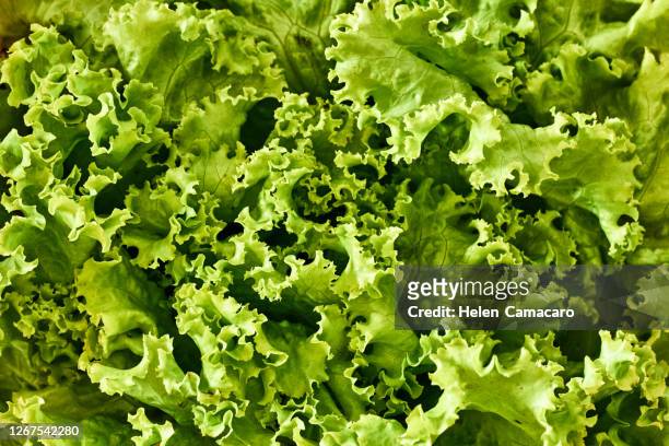 close up of green lettuce leaves - huvudsallat bildbanksfoton och bilder