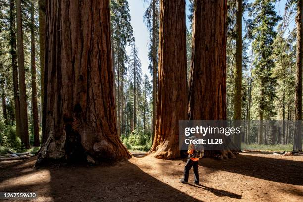 hiking in sequoia national park - sequoia national park stock pictures, royalty-free photos & images