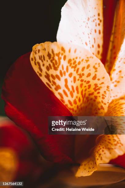 abstract flower close up - orquidea salvaje fotografías e imágenes de stock