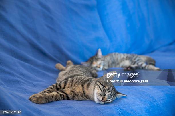 gatti sul divano - divano stock pictures, royalty-free photos & images