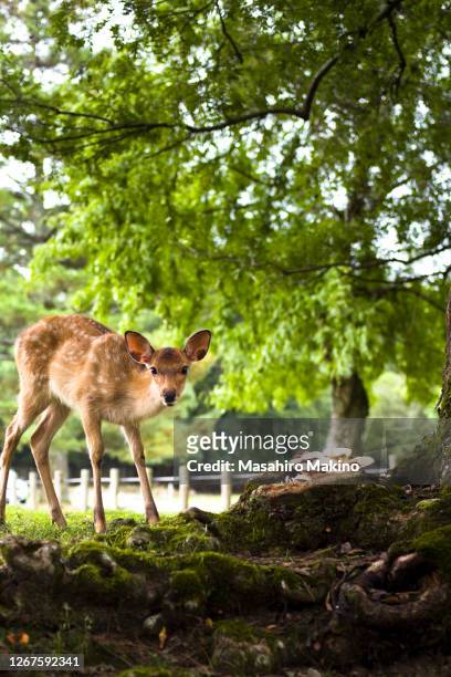 wild deer looking at camera - sikahert stockfoto's en -beelden