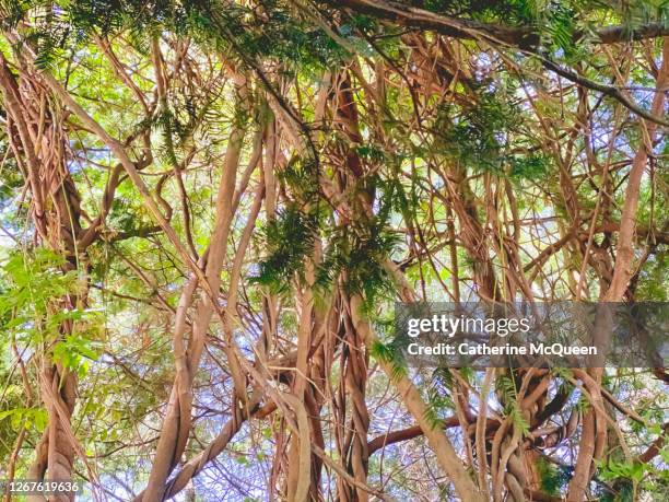 Tree In Tangled Stem Tangled Photos and Premium High Res Pictures - Getty Images