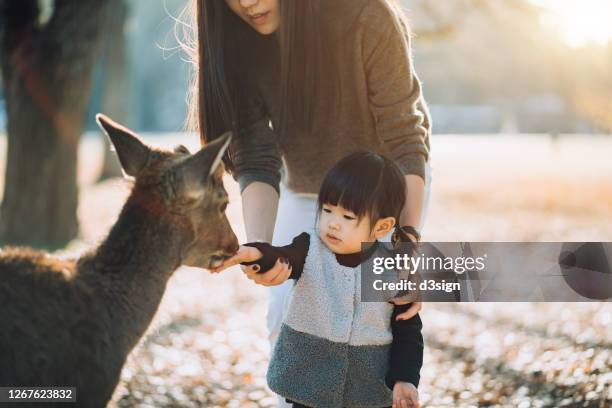 young asian mother and adorable little daughter feeding a wild deer in nara park, japan against the warmth of sunbeam - animals and people imagens e fotografias de stock