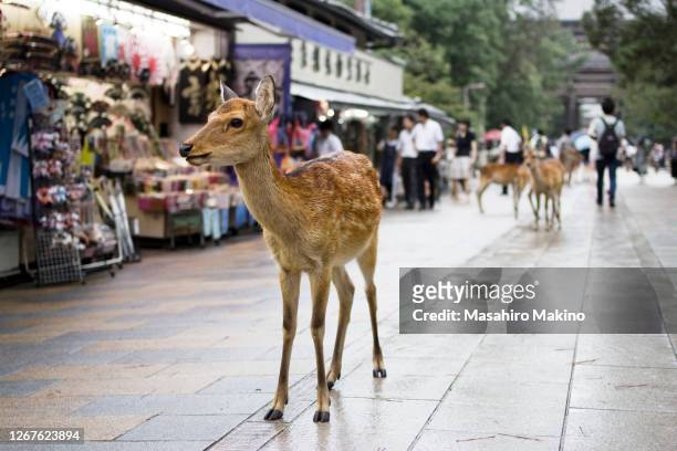 wild deer passing by souvenir shops - sika deer stock pictures, royalty-free photos & images