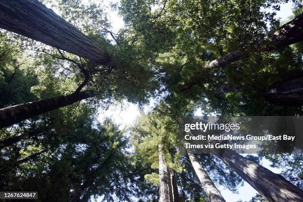 Cathedral of towering coastal redwoods, Sequoia sempervirens, await campers at this campground inside Big Basin Redwoods State Park on August 31,...