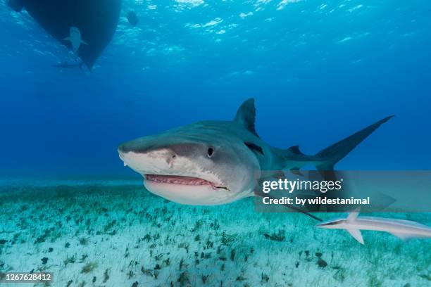 tiger shark in shallow water, the bahamas. - bull shark stock pictures, royalty-free photos & images