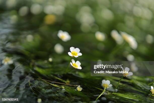 beautiful white tiny flowers -baikamo( ranunculus nipponicus var. submersus, water buttercup ,water crowfoot) blooming in summer in a limpid stream, cold clean water in natural lights,photo taken at samegai juku,maibara city,shiga prefecture,japan - good condition fotografías e imágenes de stock