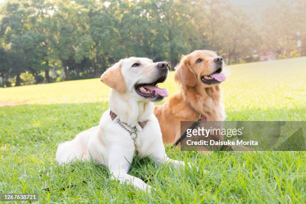 two dogs, labrador retriever and golden retriever, sitting side by side in grass field - twee dieren stockfoto's en -beelden
