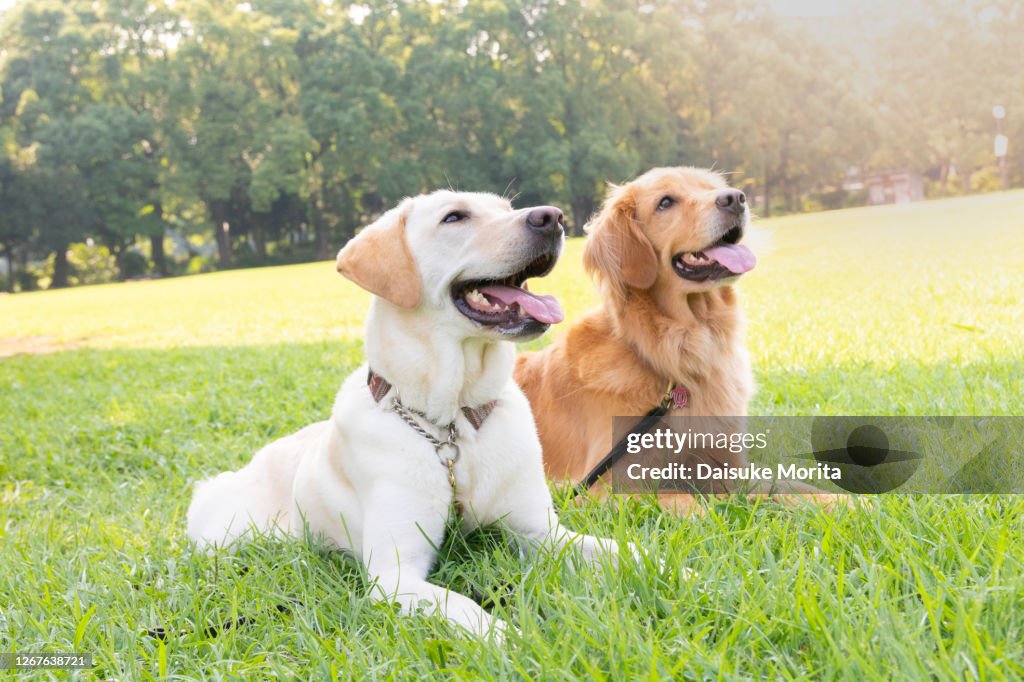 Two dogs, Labrador retriever and Golden retriever, sitting side by side in grass field