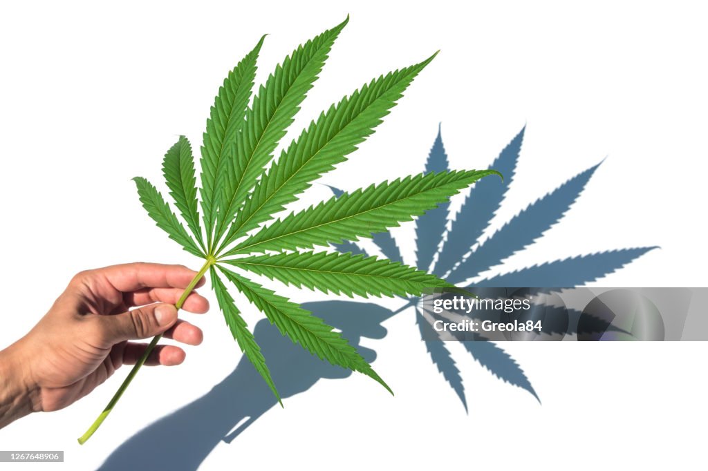 Cannabis marijuana green leaf in hand with shadow isolated on white background.