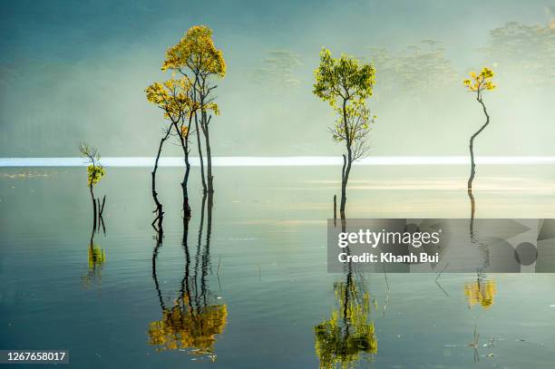 the best moments of summer with flooded trees and magic light reflection on the fog lake at sunrise - data lake stock pictures, royalty-free photos & images