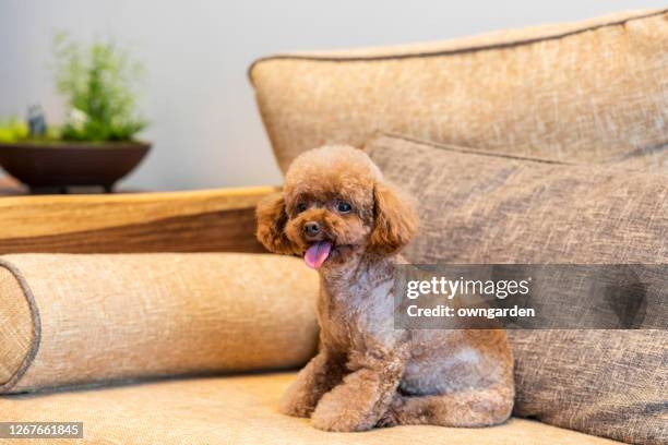 teddy dog is lying on sofa - miniature poodle fotografías e imágenes de stock