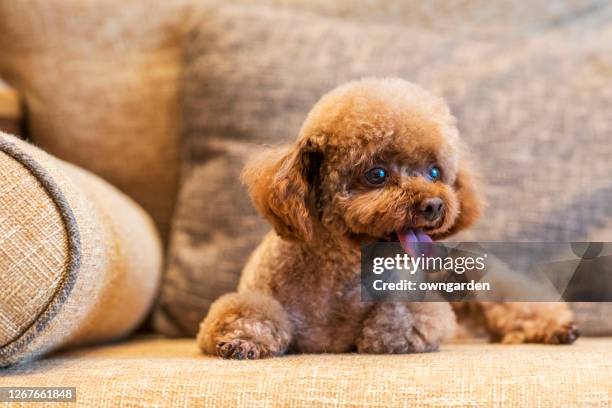 teddy dog is lying on sofa - brown poodle stockfoto's en -beelden