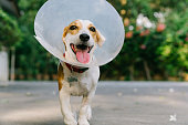 Jack Russell Terrrier with pet cone moving toward camera