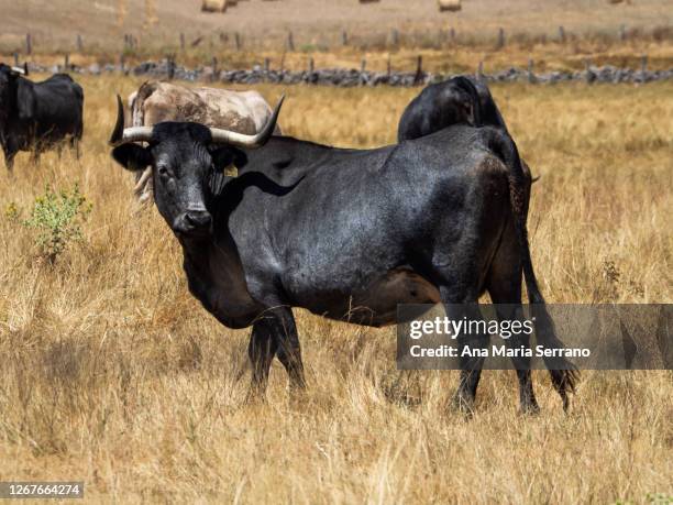 Vaca Morucha Ana Maria Serrano Photos and Premium High Res Pictures - Getty Images