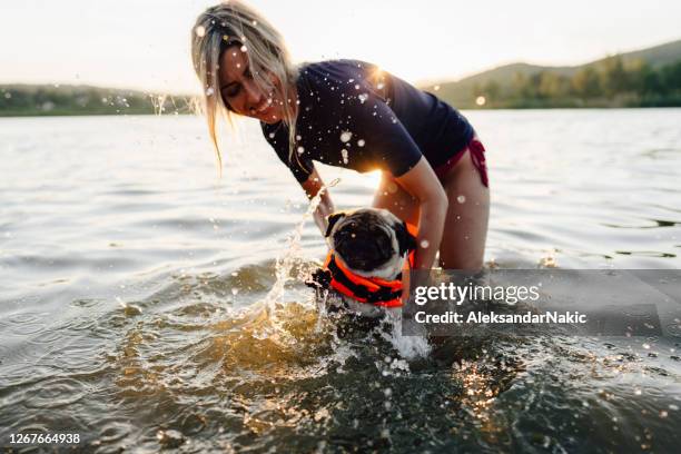 furry swimmer - dog splashing stock pictures, royalty-free photos & images