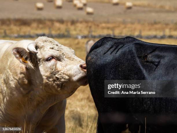 Acouplement 509 Accouplement Vache Stock Photos, High-Res Pictures, and Images ...