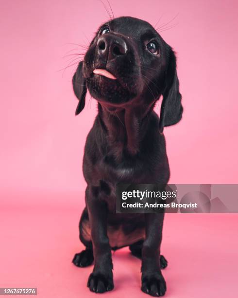 Pinker Labrador Pink Puppies Photos and Premium High Res Pictures - Getty Images