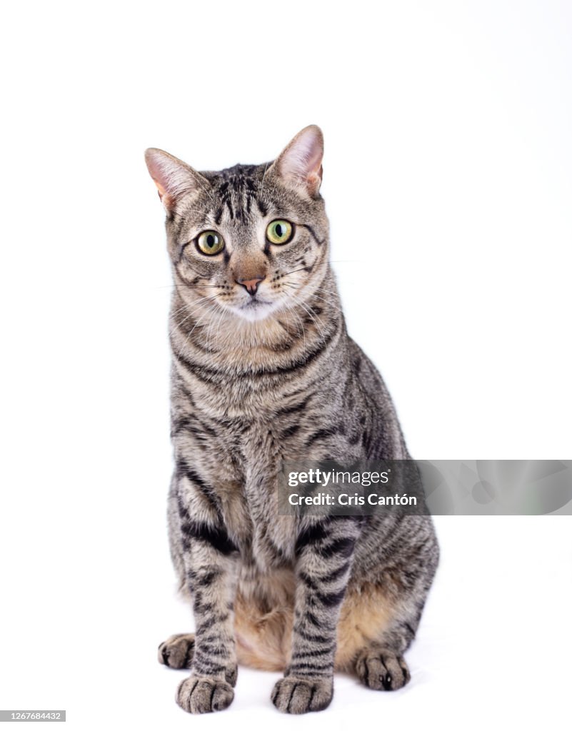 Tabby cat looking at camera on white background