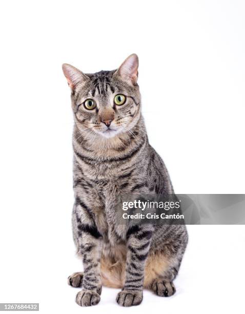 tabby cat looking at camera on white background - tabby bildbanksfoton och bilder