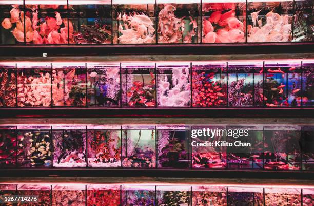 illuminated fish tanks, like tiny apartment for fish - tienda de animales domésticos fotografías e imágenes de stock