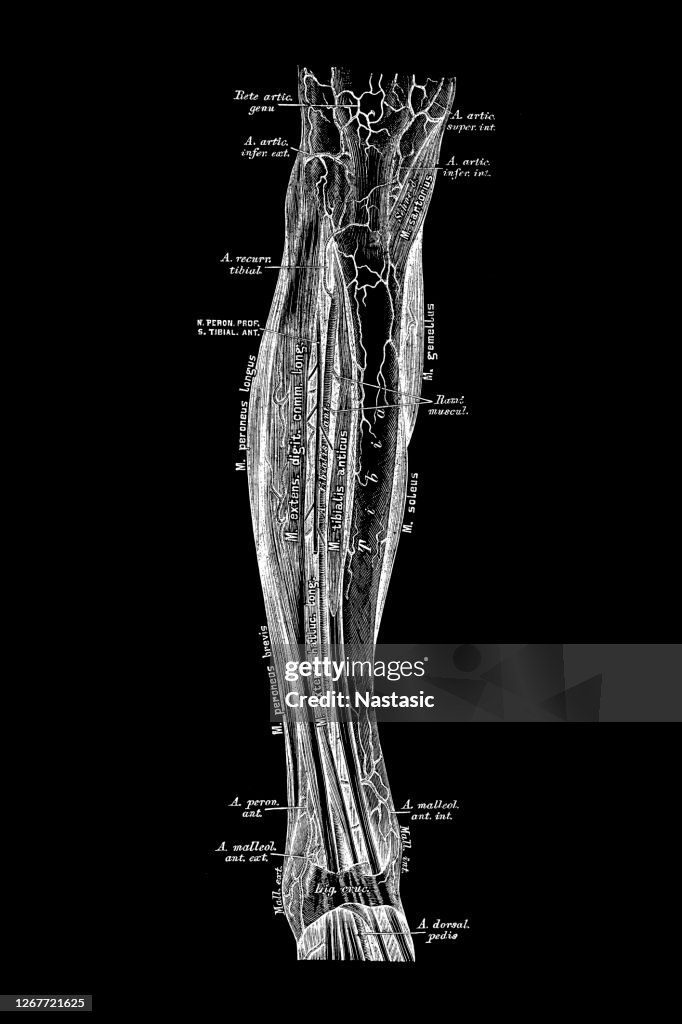 Course of the A. tibialis antica
