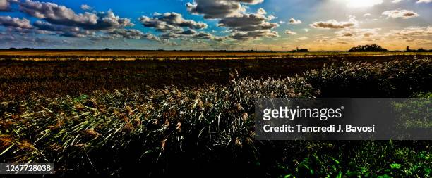 rural scene of the fens - bavosi in cambridgeshire stock pictures, royalty-free photos & images