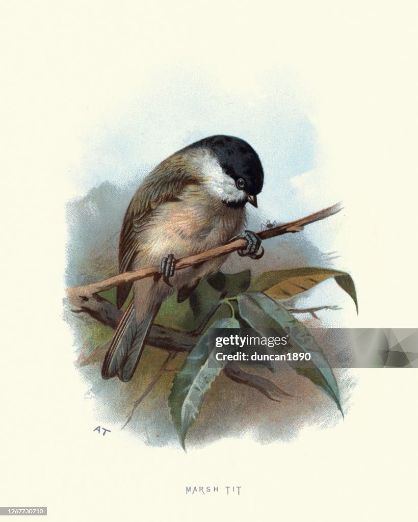 Marsh tit (Poecile palustris), a passerine bird