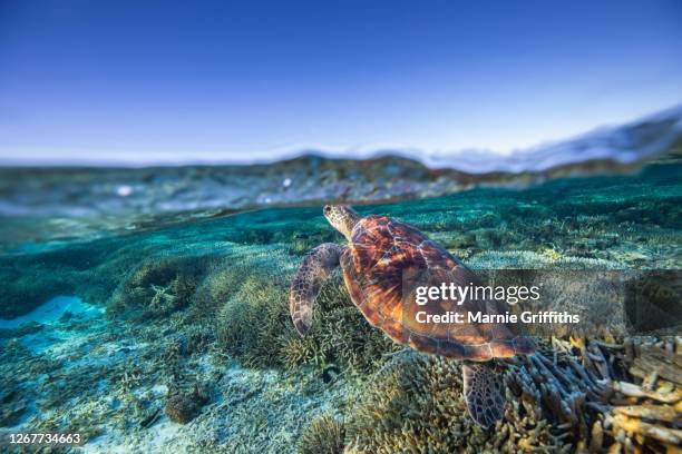 split shot turtle and underwater landscape - great barrier riff stock-fotos und bilder