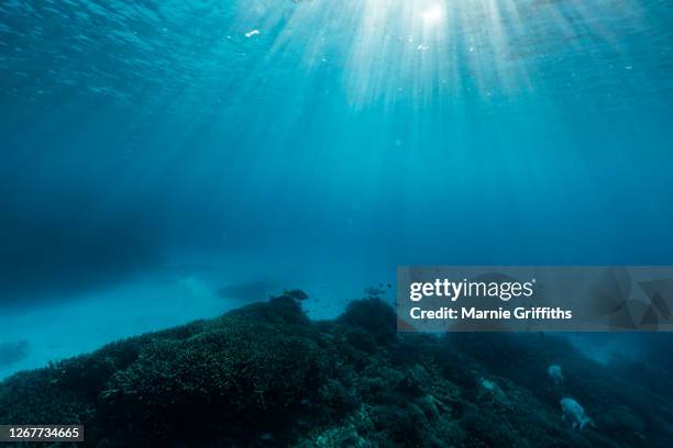 underwater landscape - oceaanbodem stockfoto's en -beelden