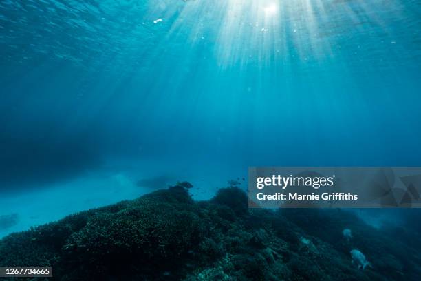 underwater landscape - underwater light stock pictures, royalty-free photos & images