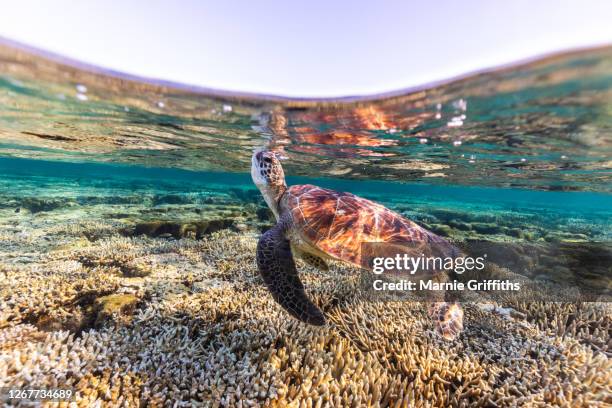 turtle swimming in an underwater landscape - great barrier riff stock-fotos und bilder