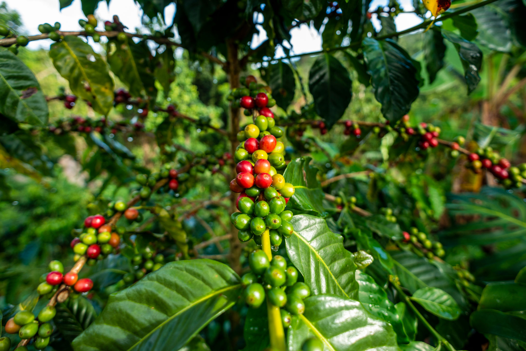 puerto rico coffee plantation