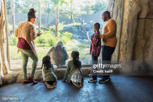 familia afroamericana visitando el zoológico - gorila fotografías e imágenes de stock