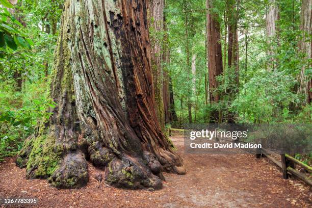 The base of a Coast Redwood tree is visible from the Redwood Trail on May 27, 2010 in Big Basin Redwoods State Park near Boulder Creek, CA.
