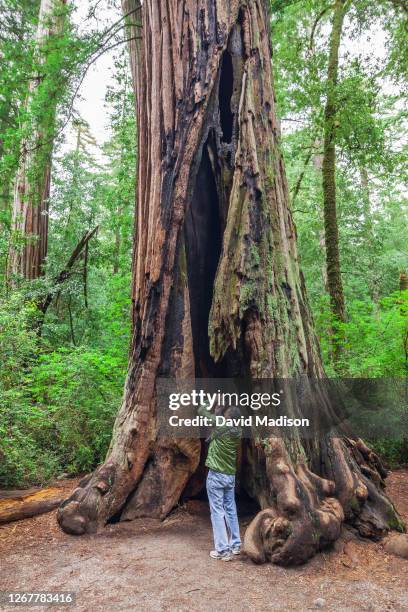 Hiker photographs a Coast Redwood tree along the Redwood Trail on May 27, 2010 in Big Basin Redwoods State Park near Boulder Creek, CA.