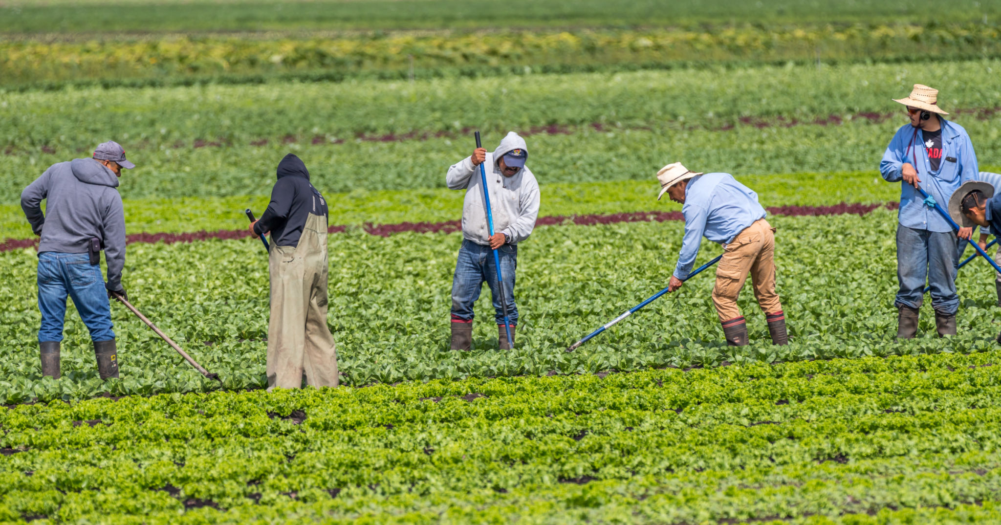 farm workers