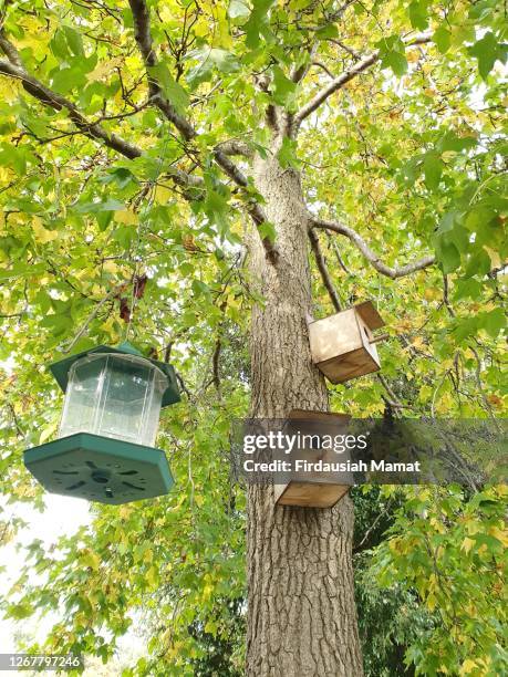 bird feeder and wooden bird house on maple  tree - australia bird stock-fotos und bilder