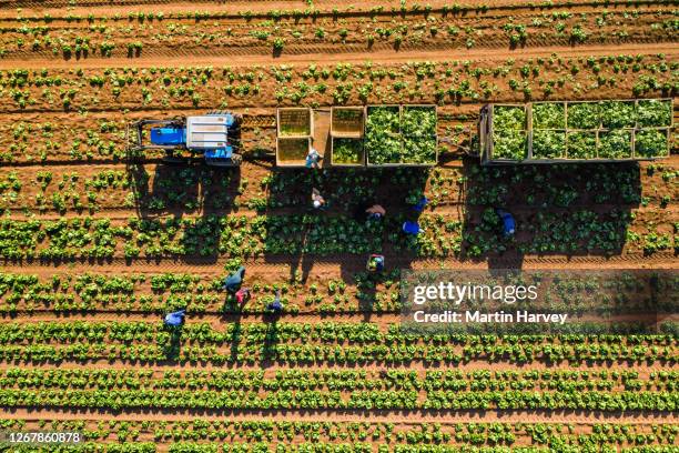 straight down aerial view of farm workers harvesting lettuce on a large scale vegetable farm - migrant farmers fotografías e imágenes de stock