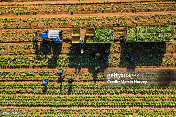straight down aerial view of farm workers harvesting lettuce on a large scale vegetable farm - south africa aerial stock pictures, royalty-free photos & images