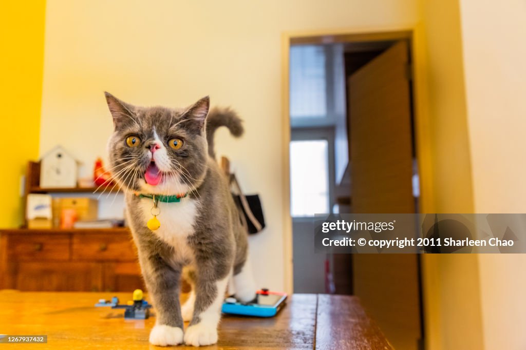 Exotic Shorthair Kitten