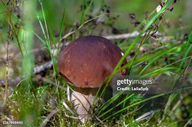 mushrooms in the summer forest - boletus reticulatus stock pictures, royalty-free photos & images