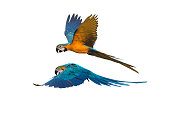 A pair of birds flying isolated on white background ,Blue and gold macaw