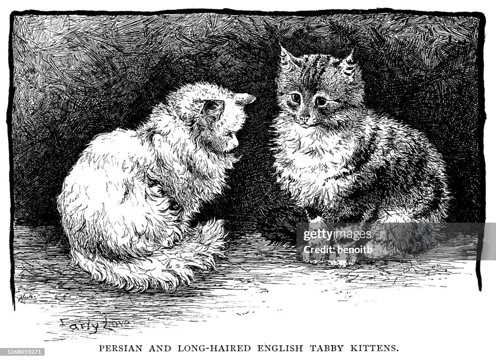Persisch und langhaarige englisch tabby Kätzchen