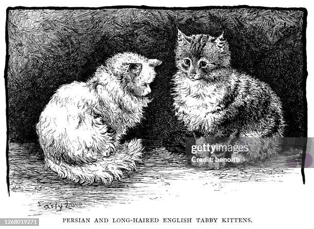 persian and long haired english tabby kittens - tabby stock illustrations