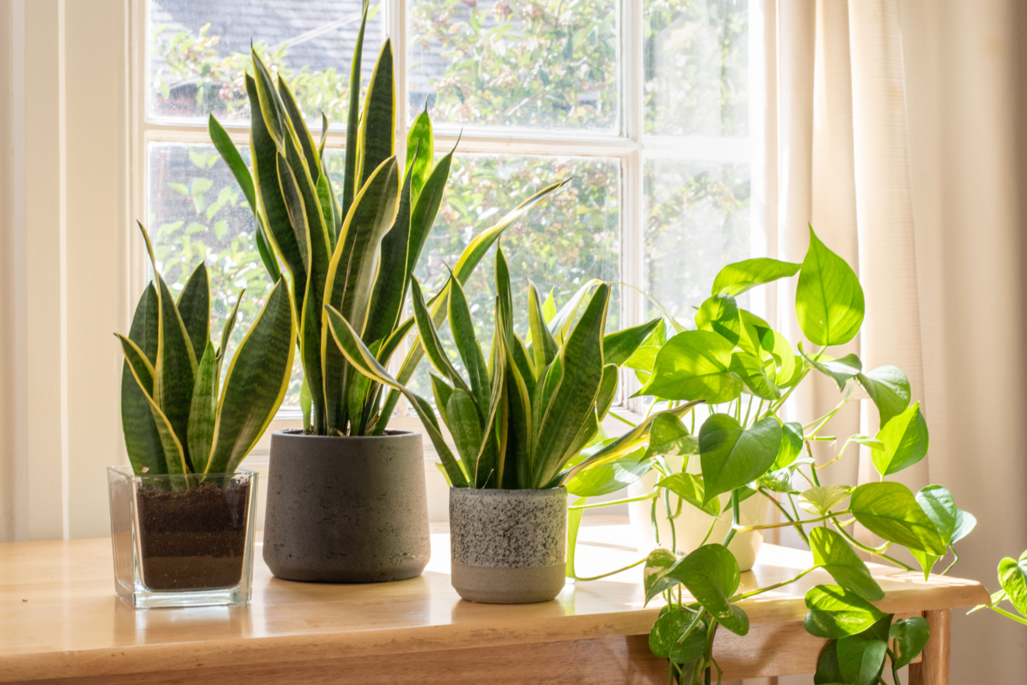 houseplants decor
