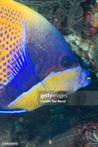 blue girdled angelfish close-up - euxiphipops navarchus fotografías e imágenes de stock