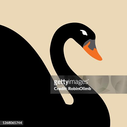 31 Black Swan High Res Illustrations - Getty Images