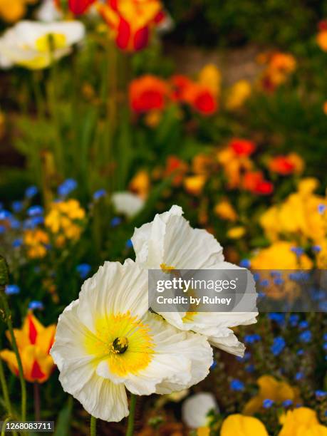 white and yellow anemones flowers in a multi-colored garden on a sunny spring day - anemone flower arrangements stock pictures, royalty-free photos & images